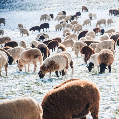 Lammfleisch Mischpaket